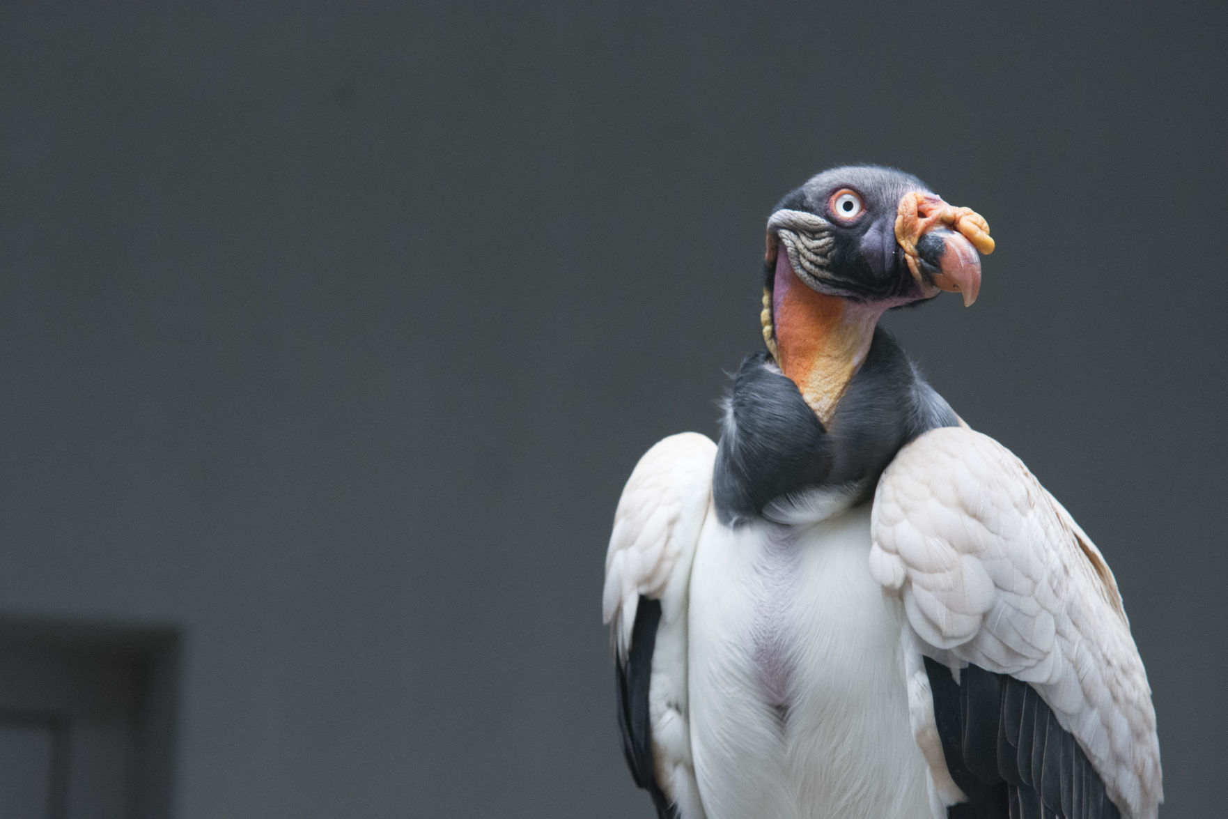 King vulture